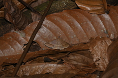 Hypospila