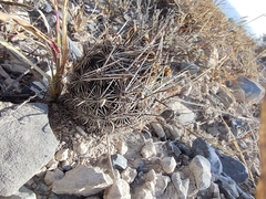 Ancistrocactus scheeri