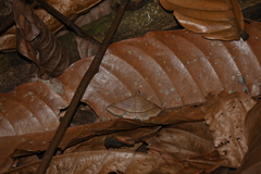 Hypospila