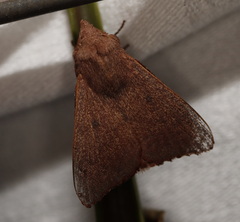 Pararguda crenulata