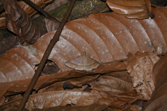 Hypospila