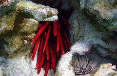 Heterocentrotus mamillatus