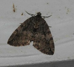 Hydriomena nubilofasciata