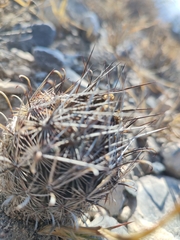 Ancistrocactus scheeri