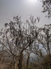 Wrightia antidysenterica