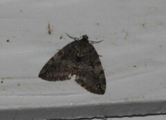 Hydriomena nubilofasciata