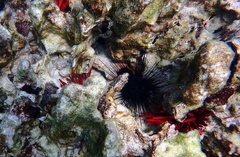 Heterocentrotus mamillatus