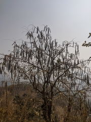 Wrightia antidysenterica