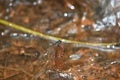 Mortonagrion arthuri