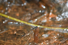 Mortonagrion arthuri