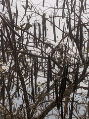 Wrightia antidysenterica