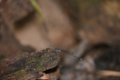 Mortonagrion arthuri