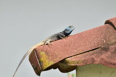 Acanthocercus atricollis