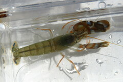 Alpheus heterochaelis