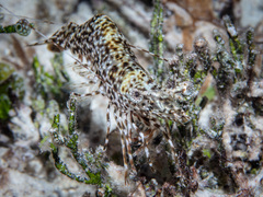 Heteropenaeus longimanus