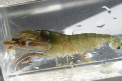 Alpheus heterochaelis