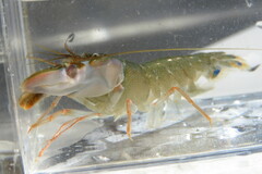 Alpheus heterochaelis