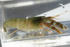 Alpheus heterochaelis