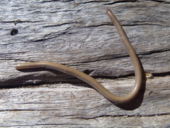 Aprasia repens