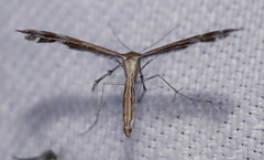 Stangeia xerodes