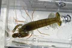 Alpheus heterochaelis