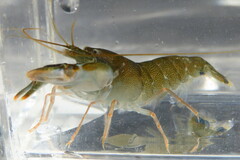 Alpheus heterochaelis