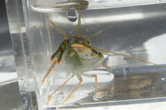 Alpheus heterochaelis