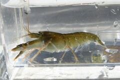 Alpheus heterochaelis