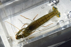 Alpheus heterochaelis