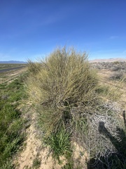 Ephedra californica