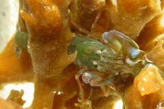 Alpheus heterochaelis