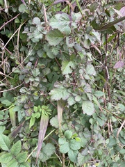 Rubus parvifolius