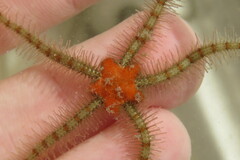 Ophiothrix