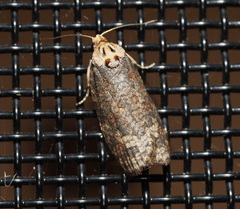 Cryptoptila australana