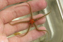 Ophiothrix