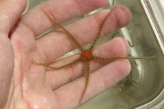 Ophiothrix