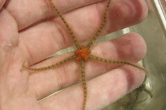 Ophiothrix