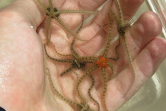 Ophiothrix