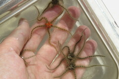 Ophiothrix