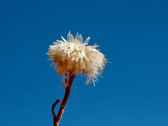 Polycalymma stuartii