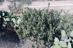 Rhus standleyi