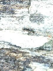 Ponera pennsylvanica