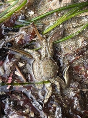 Petrolisthes manimaculis