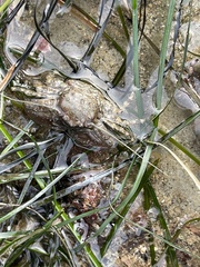 Petrolisthes manimaculis