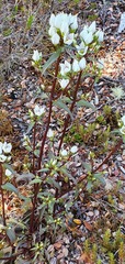 Gentianella tenuifolia