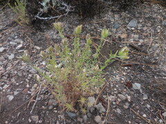 Cordylanthus rigidus