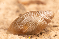 Orthalicoidea