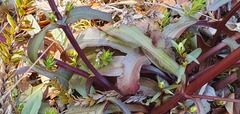 Gentianella tenuifolia
