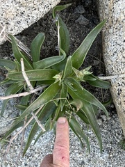 Dudleya saxosa