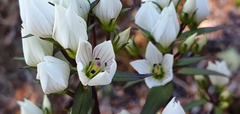 Gentianella tenuifolia